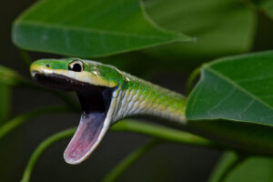 rough-green-snake