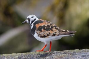 ruddy-turnstone