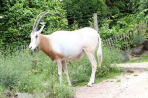 scimitar-oryx