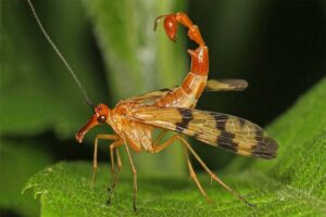 scorpionfly