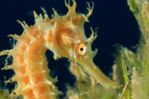 sea-horse