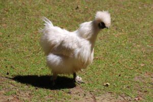 silkie-chicken