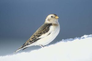 snow-bunting