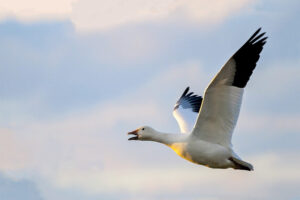 snow-goose