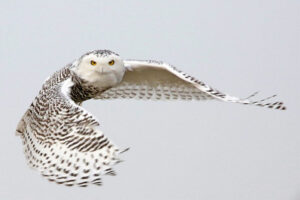 snowy-owl