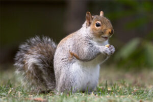 Squirrel-sharpest-animal-thieves