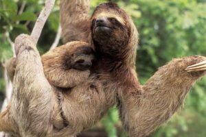 three-toed-sloths