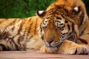 sleeping-tiger