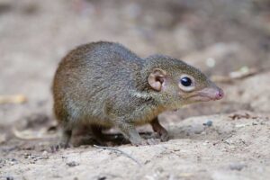 sleeping-tree-shrew