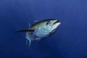 tuna-and-other-fish