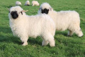 valais-blacknose-sheep