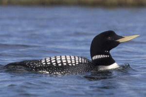 yellow-billed-loon - Arctic Birds