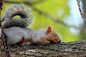 sleeping-squirrel