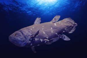 Coelacanth