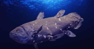 Coelacanth