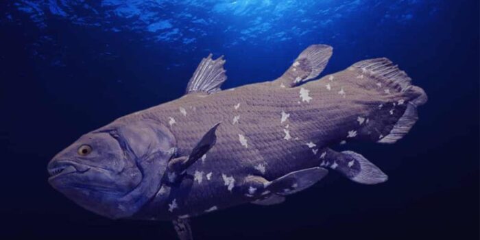 Coelacanth