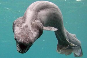 frilled-shark