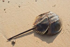 horseshoe-crab