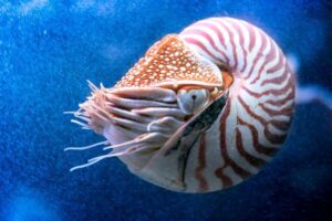 Nautilus