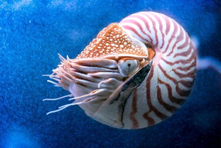 Top 10 Oldest Animal Species On Earth Depth World