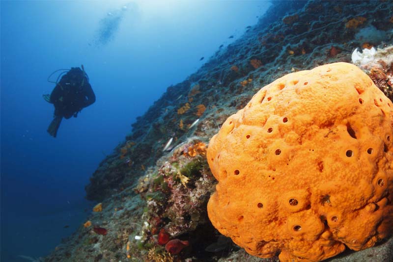 Top 10 Oldest Animal Species On Earth Depth World