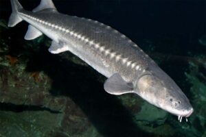 Sturgeon