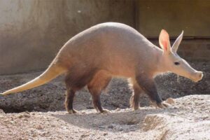 aardvark