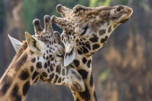 are-any-other-animals-related-to-giraffes