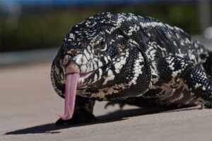 argentine-black-and-white-tegu