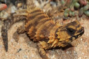 armadillo-spiny-tailed-lizard