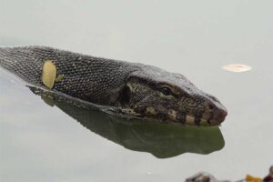 asian-water-monitor