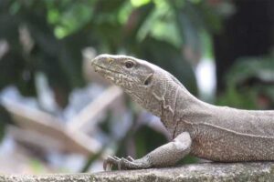 bengal-monitor