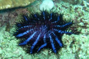 crown-of-thorns-starfish