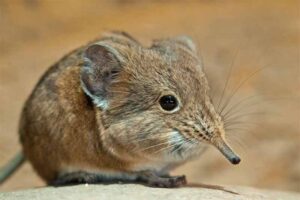 elephant-shrew