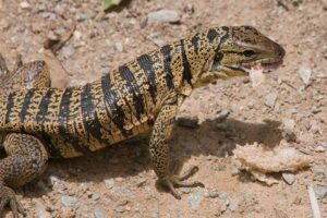 gold-tegu