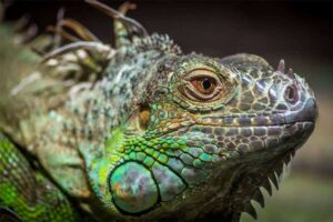 green-Iguana