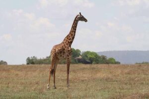 how-tall-is-giraffe