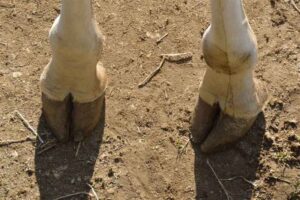 how-big-are-a-giraffe’s-hooves