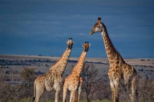 how-many-giraffe-species-exist