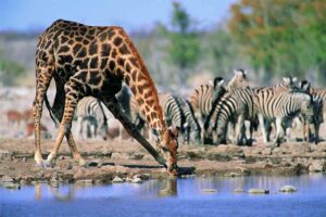 how-they-drink-water