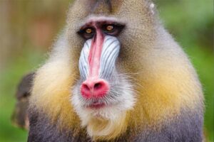 mandrill