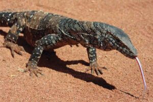 perentie