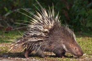 porcupine - Animals with Spikes