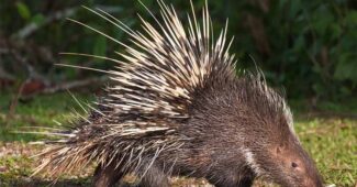 porcupine