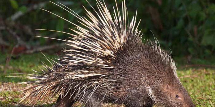 porcupine