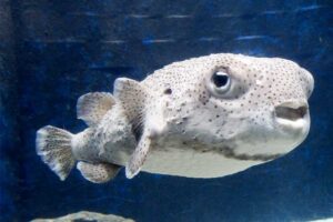 porcupinefish