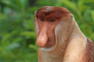 proboscis-monkey