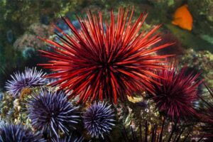 sea-urchins
