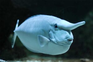 short-nosed-unicornfish