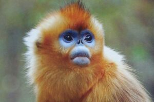 snub-nosed-monkey